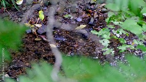 Glimpse through native New Zealand flora of shallow stream of water flowing through Wellington botanic garden in capital city of NZ Aotearoa