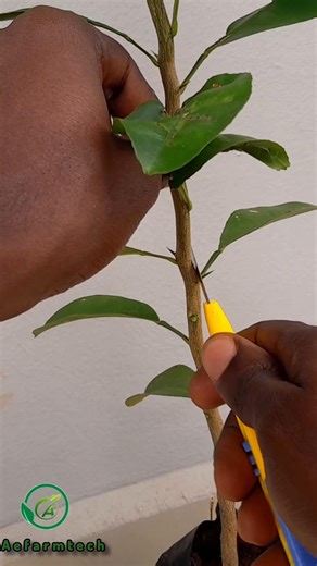 citrus rootstock preparation for V grafting #citrusfruit #citrusgrafting #citrustree
