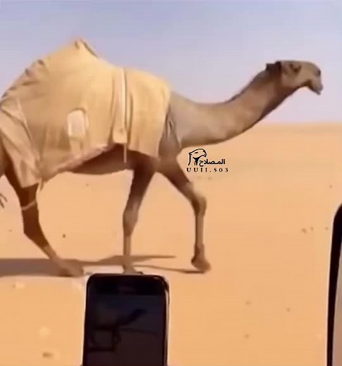 ‏#الـمـصـلاح #صفر_عبدان_سلطان_الصفر_عيد_الله_عليكم_مبارك