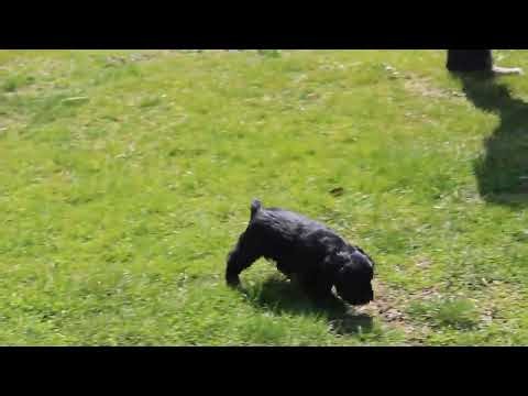 Cocker Spaniel Puppies for Sale