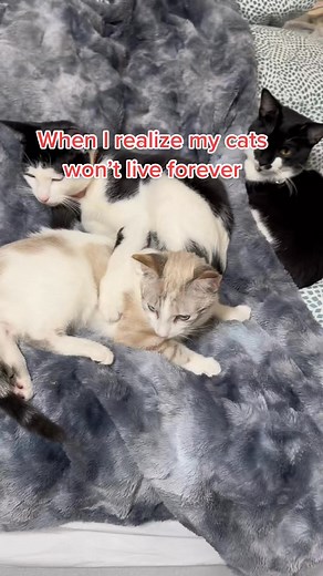 Im sobbing  #cattok #thatmademecry #cat #catsoftiktok #kittens #tux... | Susan C. Tilly | Facebook