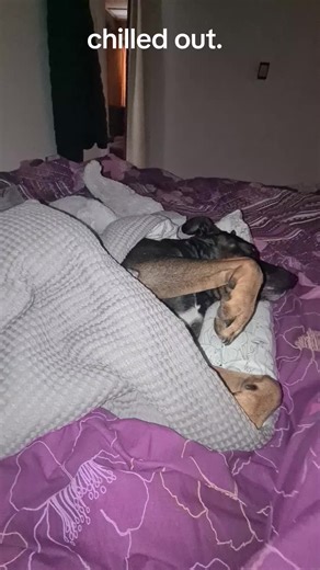 lector and my v8 (@lectorhannibal2024)’s videos with I'm Lazy and I Know It (Parody) - LMFAO