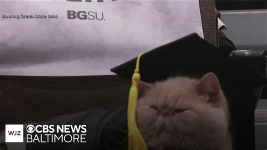 Pudge the mascot cat graduates from Bowling Green State University