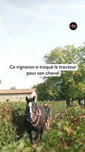 Pour préserver la nature, ce vigneron travaille le sol à l’aide de son cheval ! 🐴 Plus sensible et moins lourd qu’un tracteur, le cheval évite d’arracher les souches et de tasser le sol, ce qui permet de labourer sans abimer la biodiversité.🍀 Résultat de cette pratique de plus en plus fréquente dans les vignobles : un végétal plus sain qui résiste mieux aux aléas climatique ! 👉« Silence, ça pousse ! », c’est chaque samedi sur France 5 et sur notre plateforme ! | France tv nature