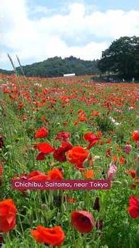 Near Tokyo🌸Poppies in the Sky 2026 (04)🌿The beginning of "Poppies in the Sky"