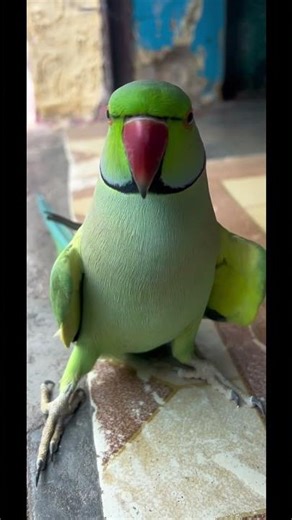 Mobile Wala Fever🤒 Notanki Baz Tota #funny #comedy #trending #talkingparot #youtubeshorts New Mithu