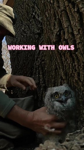 Barn owls are fascinating creatures that are known for their unique appearance and impressive hunting abilities. These beautiful birds of prey have heart-shaped faces and soft, fluffy feathers that help them fly silently through the night. They are also incredibly skilled at catching prey, using their keen eyesight and sharp talons to grab mice, rats, and other small animals. ⁠ ⁠ I loved spending some time with @micwhite at @freemewildlife and learn about owls and why it is important to protect