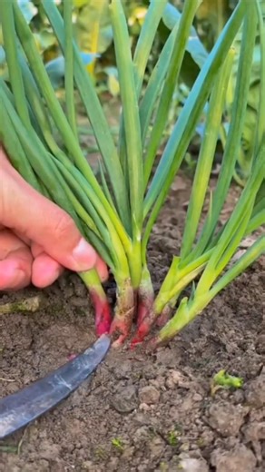 Let's harvest onion leaves 🌿🌱🌿 #gardening #vegetables #farmer #farming #agriculture