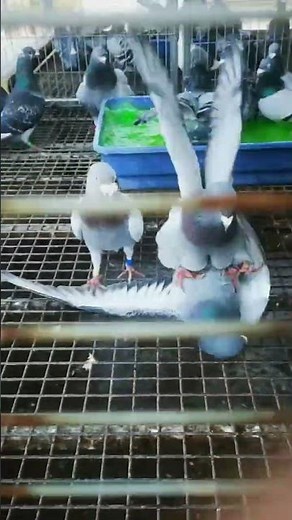 What are the pigeons doing inside the cage to pair up? #pigeon