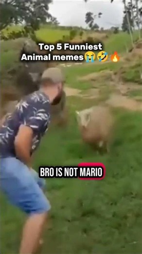 Top 5 Funniest Animal Memes 😂🐶🐱 #shorts #funnyanimals #animalmemes #viralshorts #fyp #memes #funny