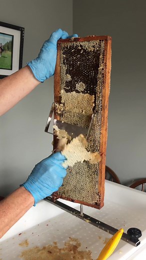 From Honeycomb to Bottle: The Process of Extracting Honey