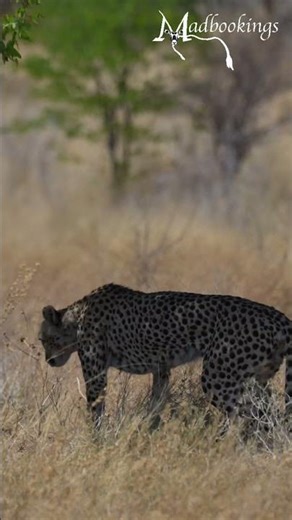 Cheetah at Etosha National Park, Namibia.