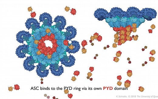 【搬运】The inflammasome signalling pathway 炎症小体信号通路 细胞焦亡 NLRP3