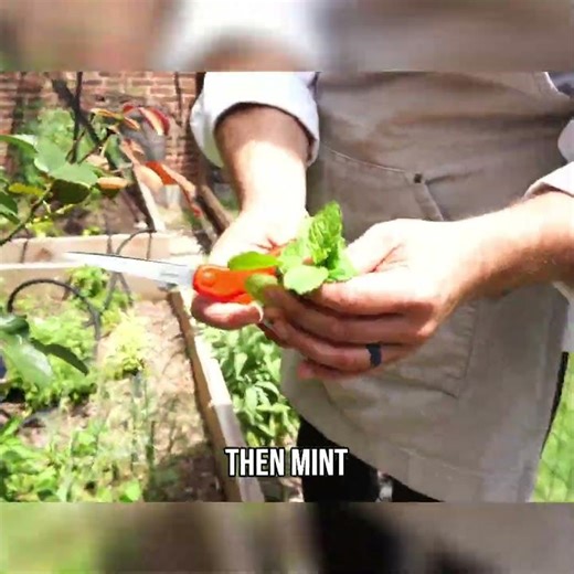 Grow a Thriving Herb Garden at Home 🌿 | Chef Darin’s Guide to Basil, Mint & More!