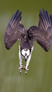 Hard not to fall in love with ospreys when they give it all.. #osprey #hawk | Shan Huang