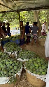 4.1K reactions · 147 shares | তীব্র গরমে এবার আম পেকে টুপ করে মাটিতে...