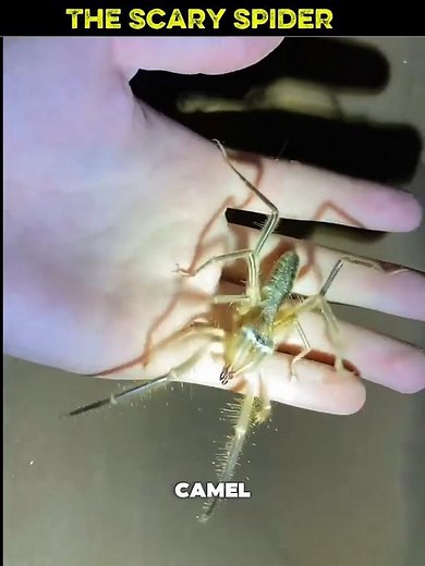 This Spider Chases You… But Not to Kill 😳
