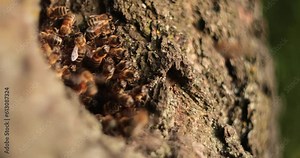 Journey into the Bee's Lair: Unveiling the Remarkable World of Honeybees in a Tree Hollow