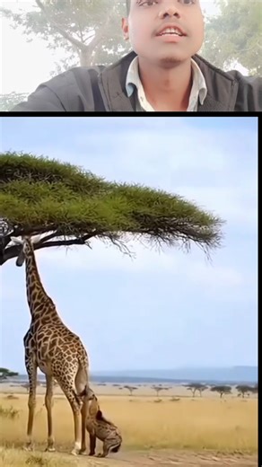 #gunjansingh #comedy #bhojpurisong #animals #harekfriendkaminahotahai #bhojpurimusic #funny