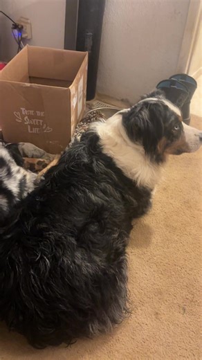 Zamora's Caring Babysitting for a Sick Chicken