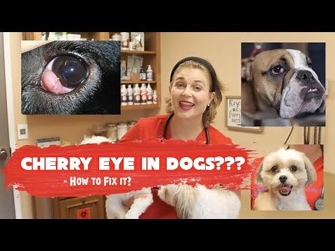 Cherry Eye in Dogs? | Dr. Lindsay Butzer explains it all! + How to fix it?