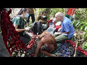 Orangutans Rescued From Starvation