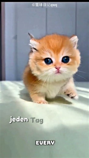 Süße Kätzchen-Autofahrt 🐱🚗 | „Fahr langsam!“ – Ein bezaubernder Moment ❤️