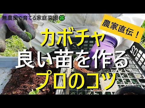 【カボチャの育て方】種まきから鉢上げまでを徹底解説！しっかりした良い苗づくりのコツは鉢上げにあった‼芽出しについても解説！【有機農家直伝！無農薬で育てる家庭菜園】 22/4/12