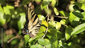 Swallowtail butterfly (Papilionidae) resting on a branch. They meet on all continents. except Antarctica. These are beautiful and mostly large butterflies.