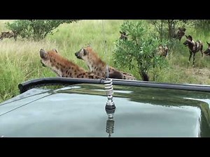 Large pack of WILD DOGS, HYENAS and mating LEOPARDS