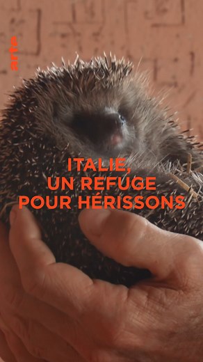 Depuis sa maison devenue un refuge, le vétérinaire italien Massimo Vacchetta tente de guérir et redonner vie aux hérissons 🦔 so.arte/Unrefugepourhérissons | ARTE