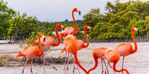 The Best Spring Trips to Watch Wildlife—From Whales to Flamingos