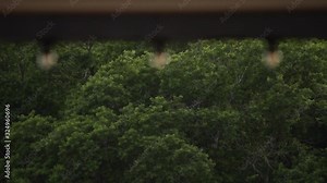 A LED lantern bulb string lights with black wire for party yard patio on a summer park background.