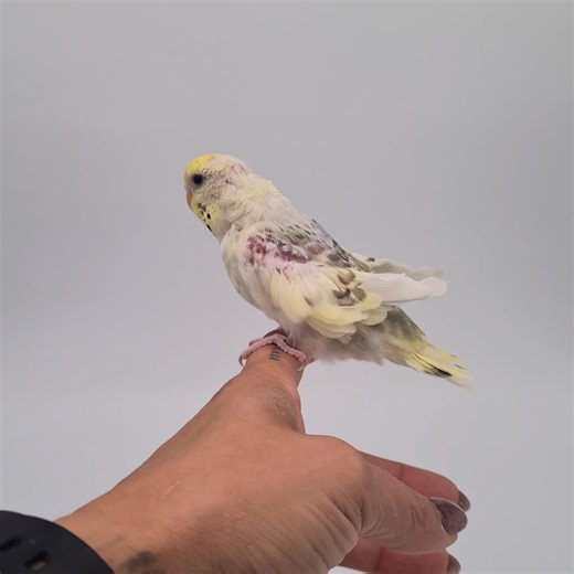 Dernière petite perruche ondulée eam 🦜🦜🦜 | Zanimaux shop