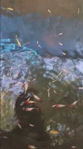 Small fish color #fish fis