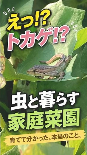 虫と共存 #多分、カナヘビ#家庭菜園 #農業 #家庭菜園初心者