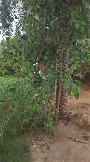 Relaxing Wind Through Trees 🌿 | Nature ASMR | EcoMix ASMR