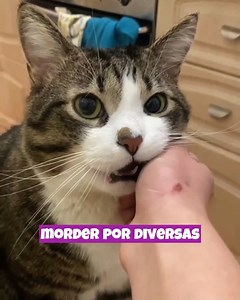 ¿Por qué mi gato me muerde y como corregirlo? Los gatos pueden morder por diversas razones, y comprender la causa detrás de este comportamiento es fundamental para abordarlo de manera efectiva. Aquí hay algunas razones comunes por las que los gatos pueden morder y cómo corregir este comportamiento: | Tu Gato Curioso