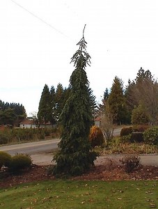 Abies procera 'DelBar Cascade' Weeping Blue Noble Fir