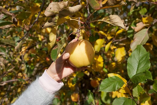 Pruning mature fruit trees?
