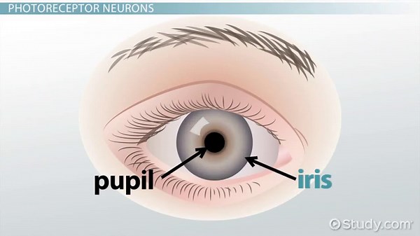 Human Eye Overview, Anatomy & Functions