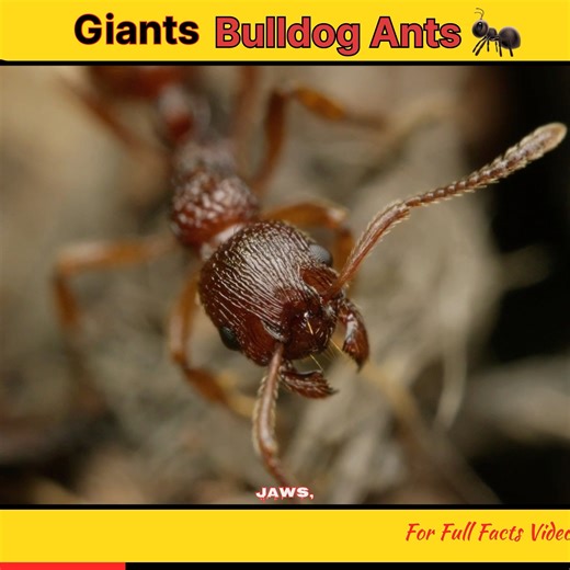The world’s most Giants Ants :-Bulldog Ants #shorts #facts #wildlife #facts #animalshorts #ytshorts