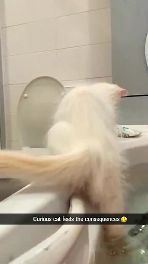 Funny animals | World of Animals