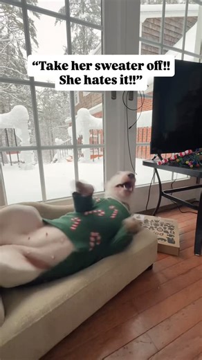 MisterMainer - Dmitry Pepper on Instagram: "Idk why she does this #christmas #doggy #funny #cutedogs #englishbullterriers"