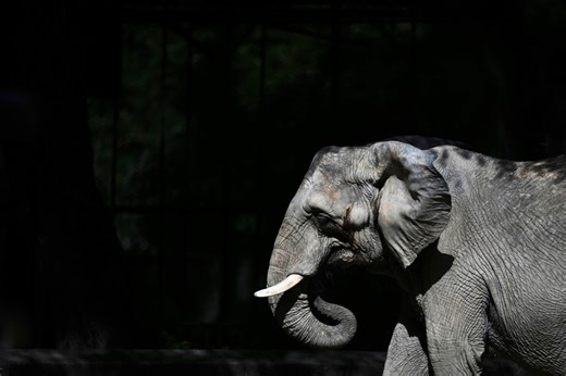 Pupy the elephant arrives at a Brazil sanctuary after 30 years in Argentine zoo