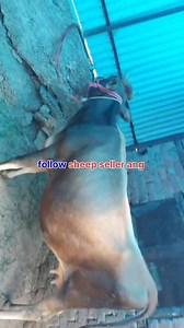 9149785320. Asalamualaikum hope all friends are fine 20 months old pregnant Hiefer 9th month pregnant is looking for new home at BUDGAM. 26 days left to complete 9th month Call him for more details 9149785320. #Heifer #post #viralvideochallenge Follow sheep seller ang For ADD PROMOTION CONTACT 77808 37312 Thanks to all brothers who support 🙏 ❤️ 💙 💕 | sheep seller ang