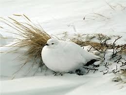 Fun Ptarmigans Facts for Kids