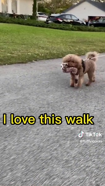 #fluffy #cutepuppy #cute #puppy #happy #funny #funnypuppy #funnydog #puddle #puppypoodle #cutepoodlepuppy #cutepoodle