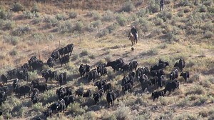 10K views · 200 reactions | In Denton, Mont., you'll find Cory and Gary Poser of Hilltop Angus. Join us for this #IAmAngus segment as they share with us their journey from the original homestead to today. | American Angus Association | Facebook