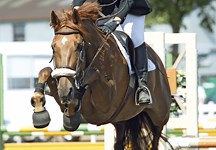British Showjumping finally delivers ‘streamlined’ board - Horse & Hound
